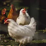 Zelazna Podkowa Modliszów