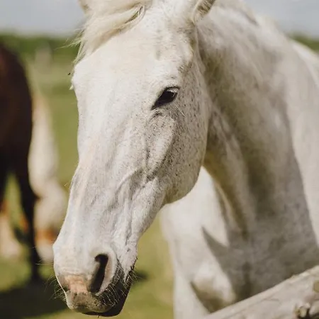 Zelazna Podkowa Модлишув