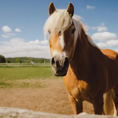 Фермерский дом Zelazna Podkowa Модлишув
