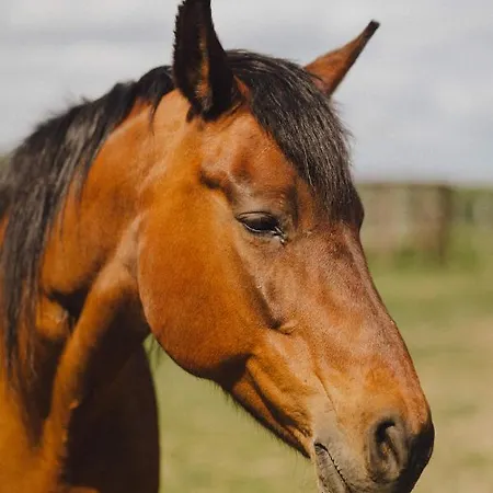 Фермерский дом Zelazna Podkowa Модлишув