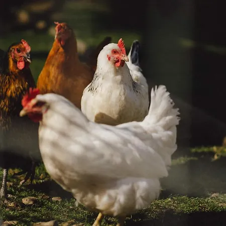 Zelazna Podkowa Модлишув