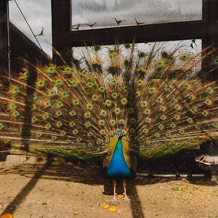 Zelazna Podkowa Фермерский дом