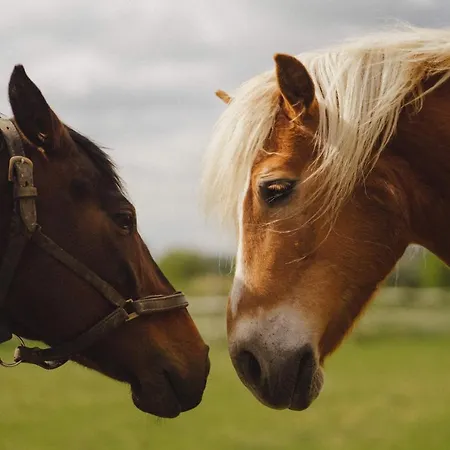 Agroturismo Zelazna Podkowa *