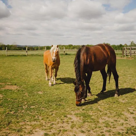 Zelazna Podkowa * Модлишув