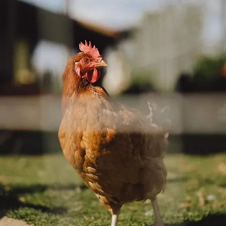 Zelazna Podkowa Agroturismo