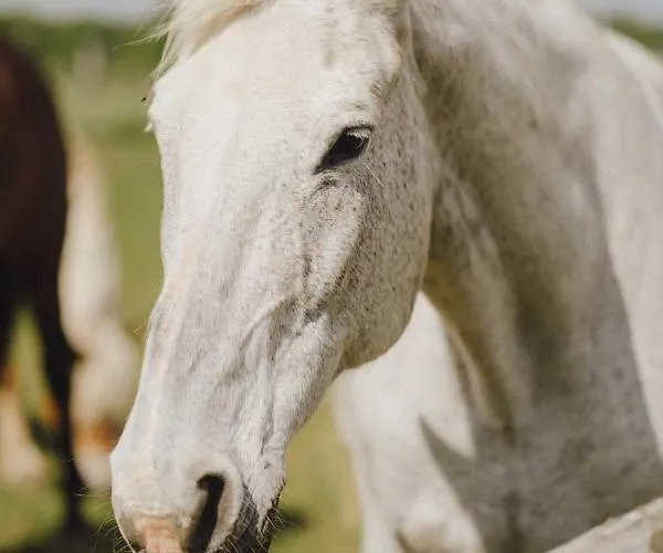 Zelazna Podkowa Modliszów