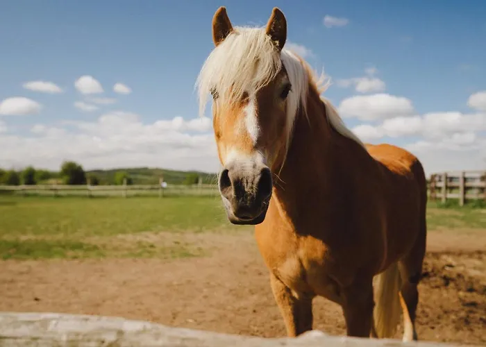 Bauernhof Zelazna Podkowa Modliszów