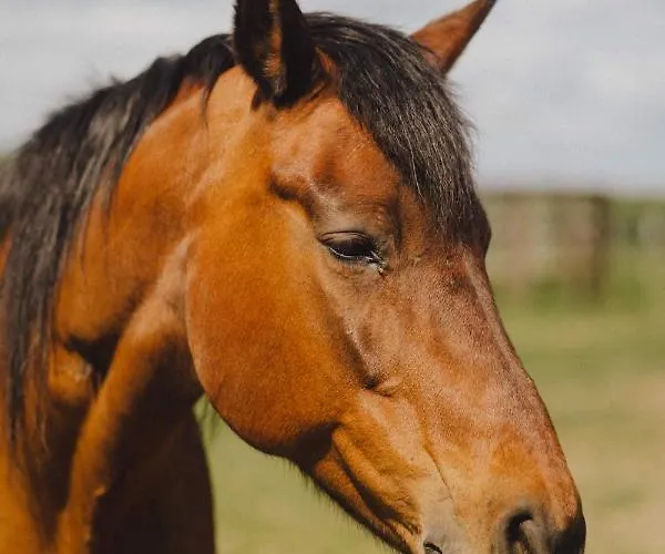 Bauernhof Zelazna Podkowa Modliszów