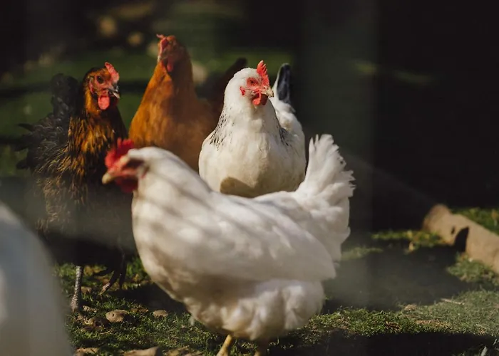 Zelazna Podkowa Modliszów