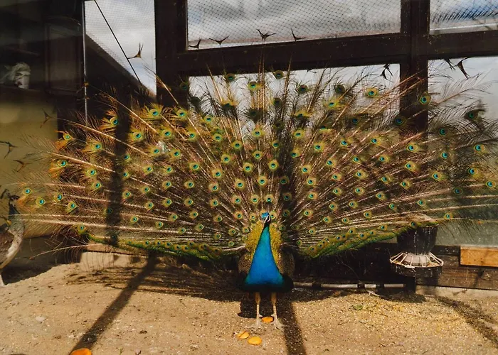 Zelazna Podkowa Bauernhof