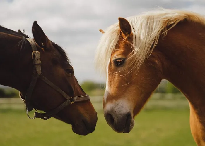 Bauernhof Zelazna Podkowa *