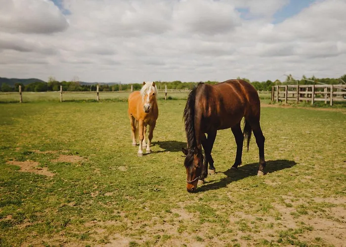 Zelazna Podkowa * Modliszów