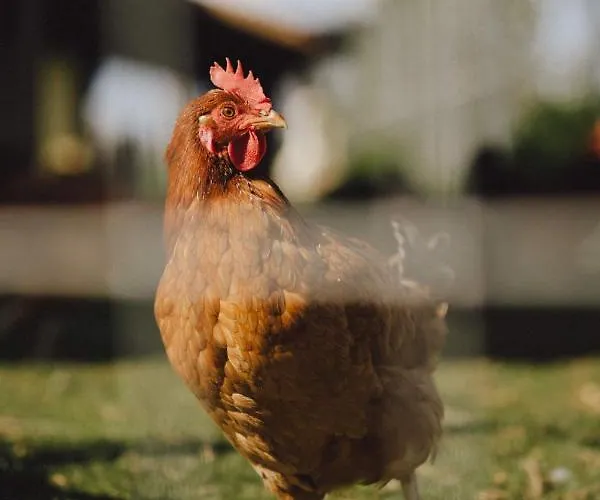 Zelazna Podkowa Bauernhof